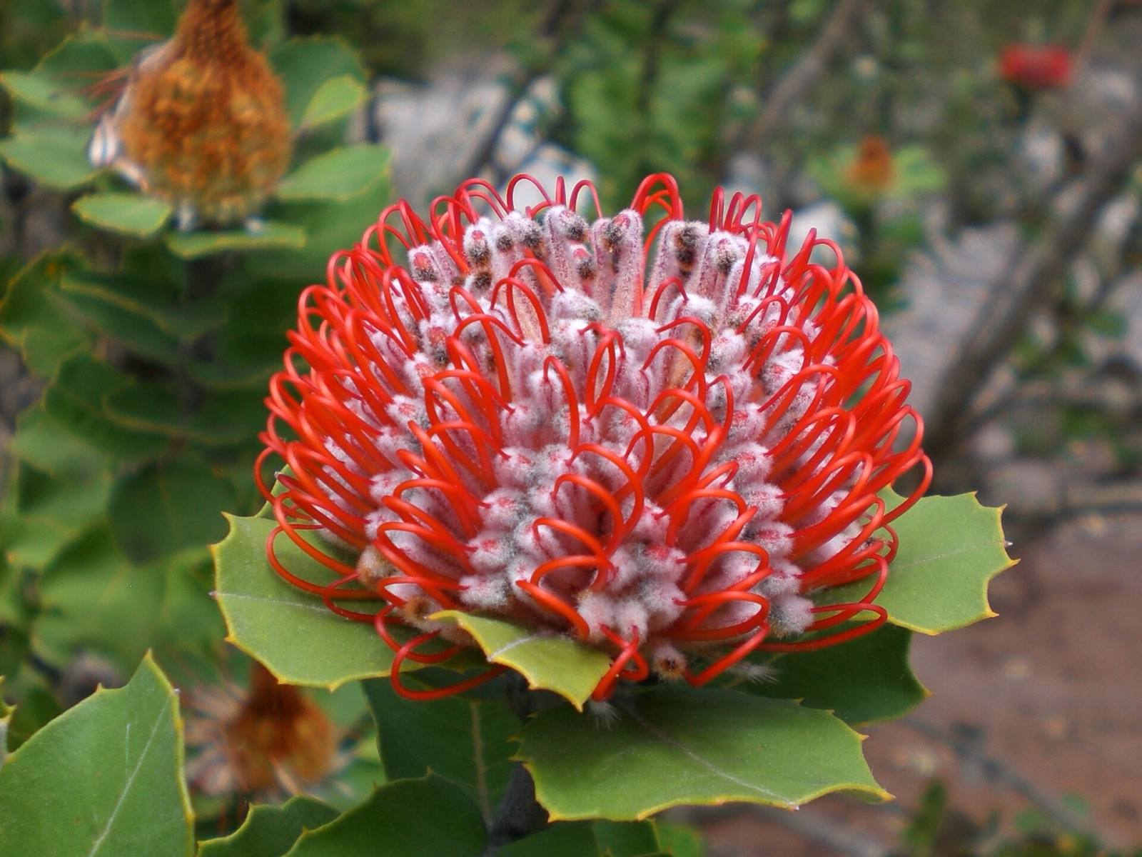 Scarlet banksia flower head with red styles and grey centre, Banksia coccinea near Albany