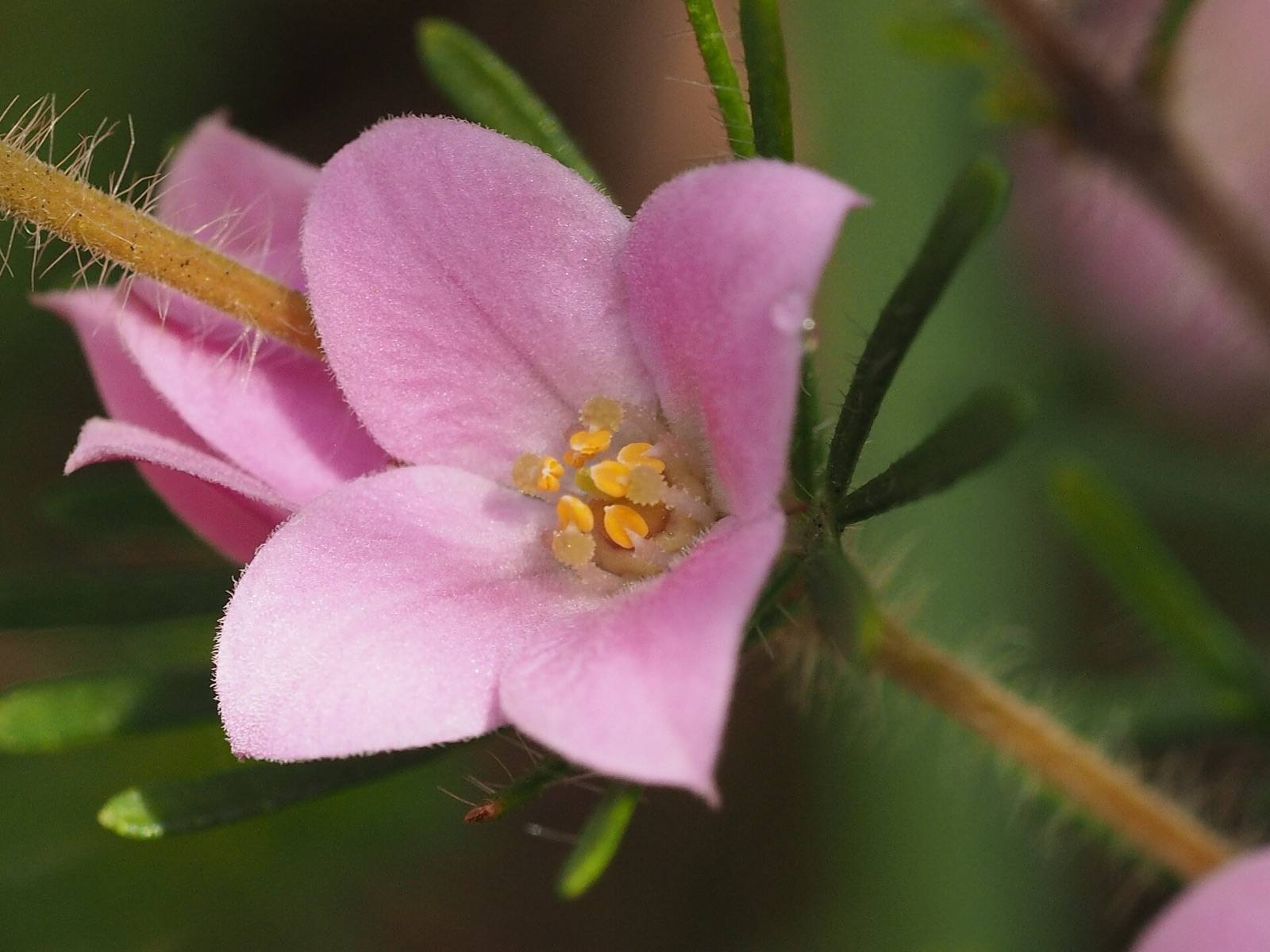 Close-up of a soft pink boronia flower with golden stamens