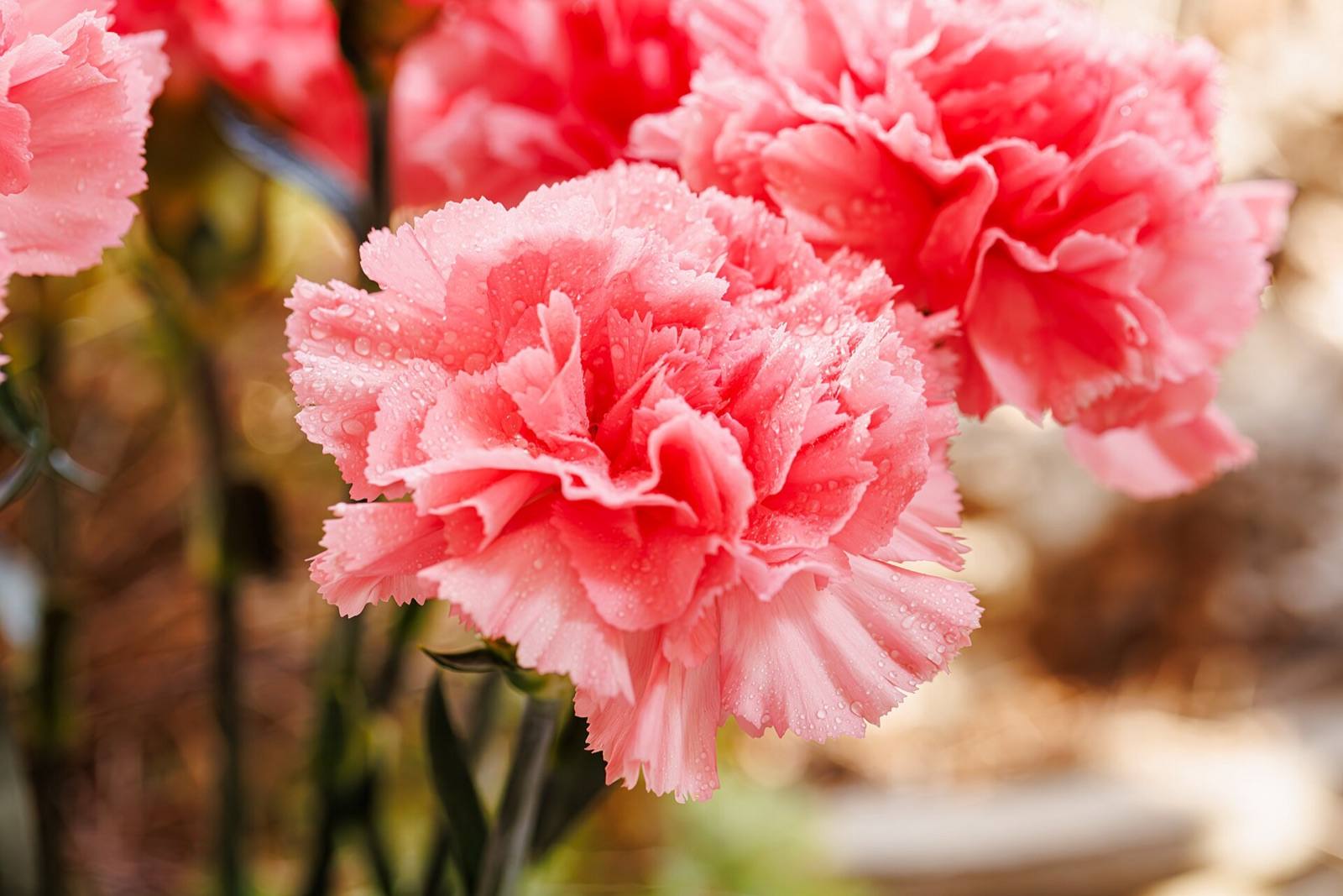 Salmon pink carnations with frilled petals speckled with water droplets