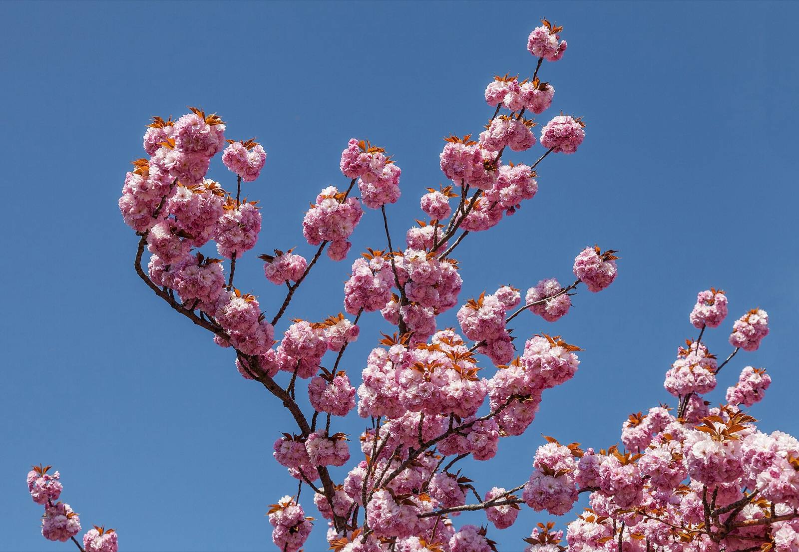 Branches of double pink ornamental cherry blossom against a deep blue sky
