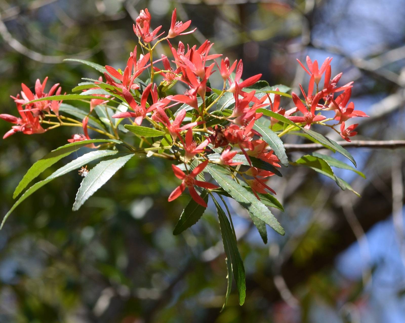 NSW Christmas bush branch with bright red star-shaped sepals, Garigal National Park