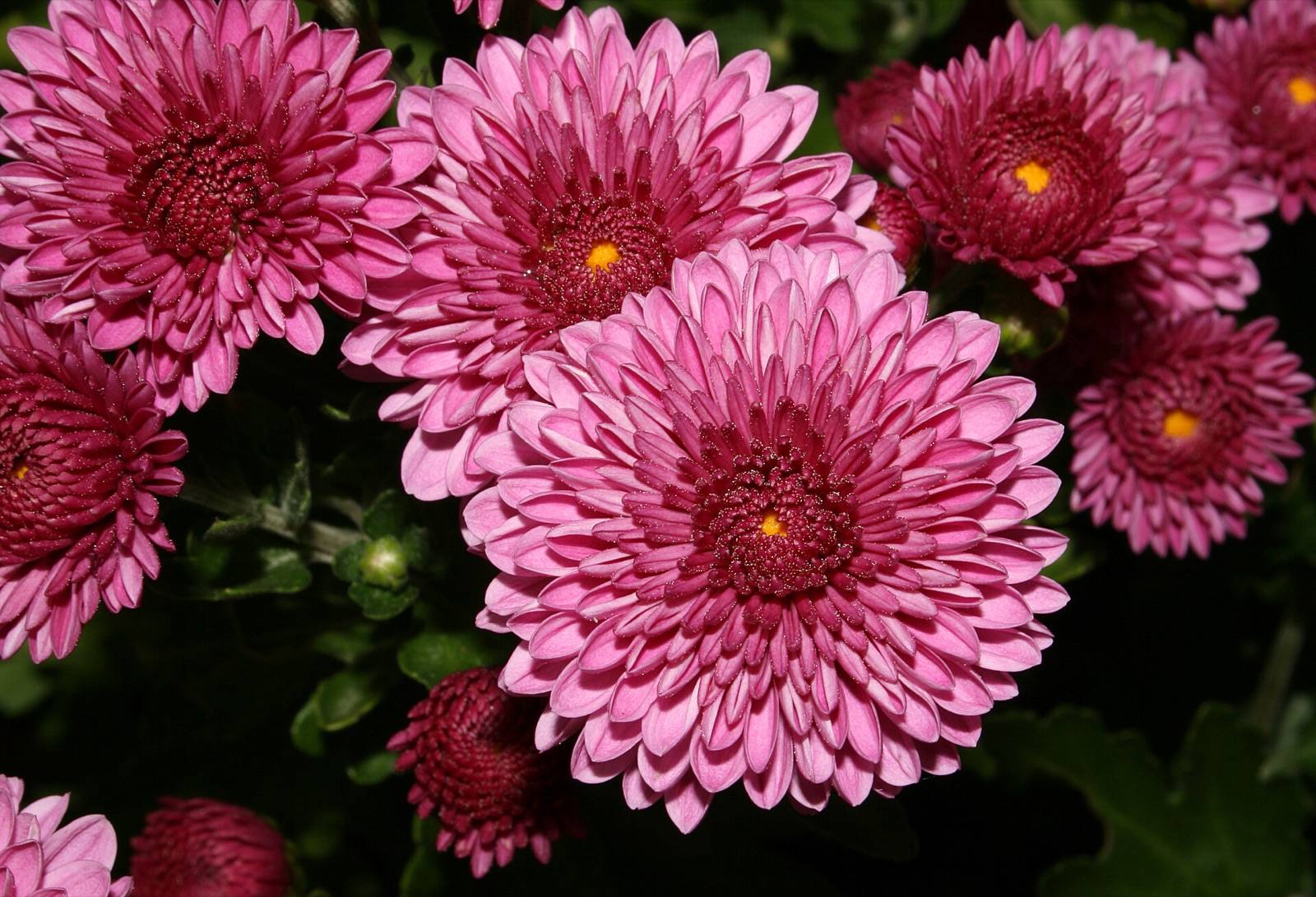 Cushion of magenta pink chrysanthemum blooms with gold centres