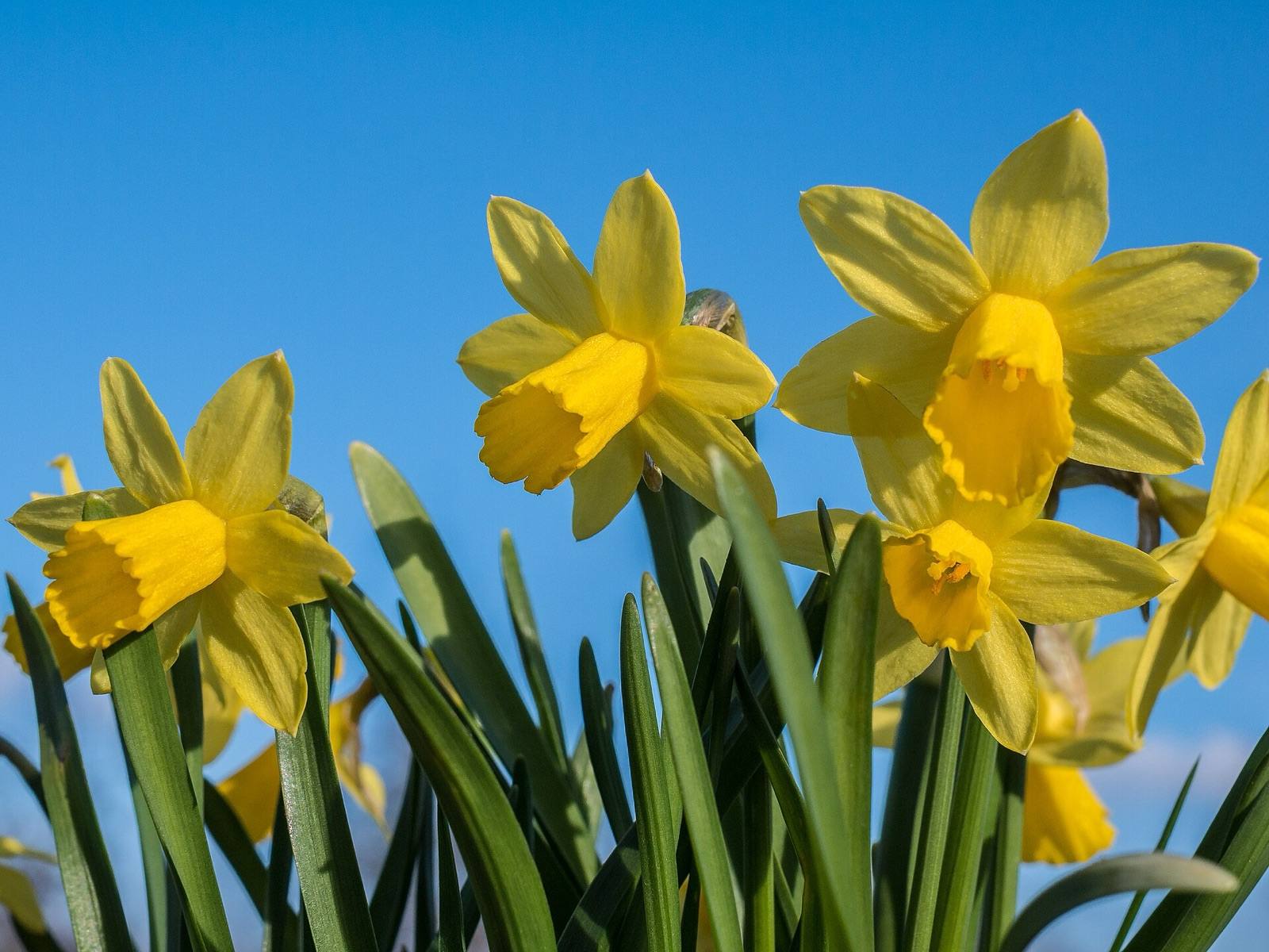 Yellow trumpet daffodils standing tall against a clear blue sky
