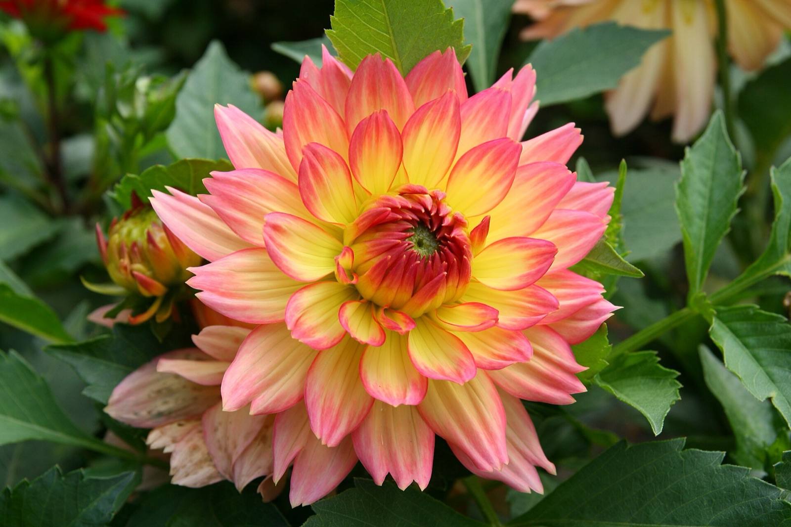 Decorative dahlia with coral pink petals fading to a butter yellow centre, set against dark green leaves