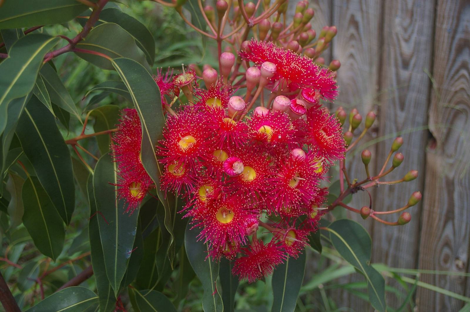 Red flowering gum in bloom, fluffy scarlet blossom with buds and gumnuts among leathery leaves