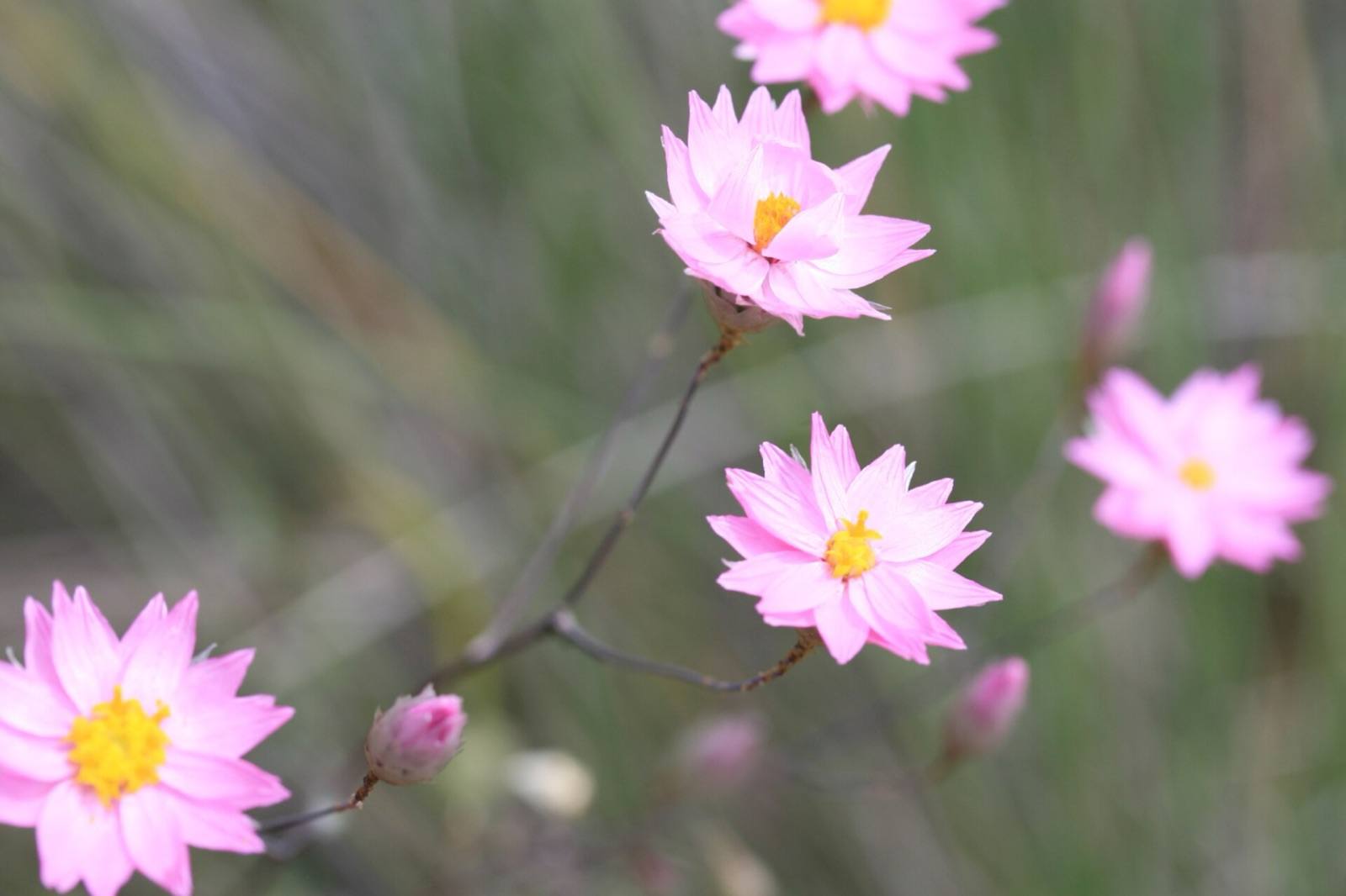 Pink Mangle's sunray everlasting daisies with yellow centres growing wild in Western Australia