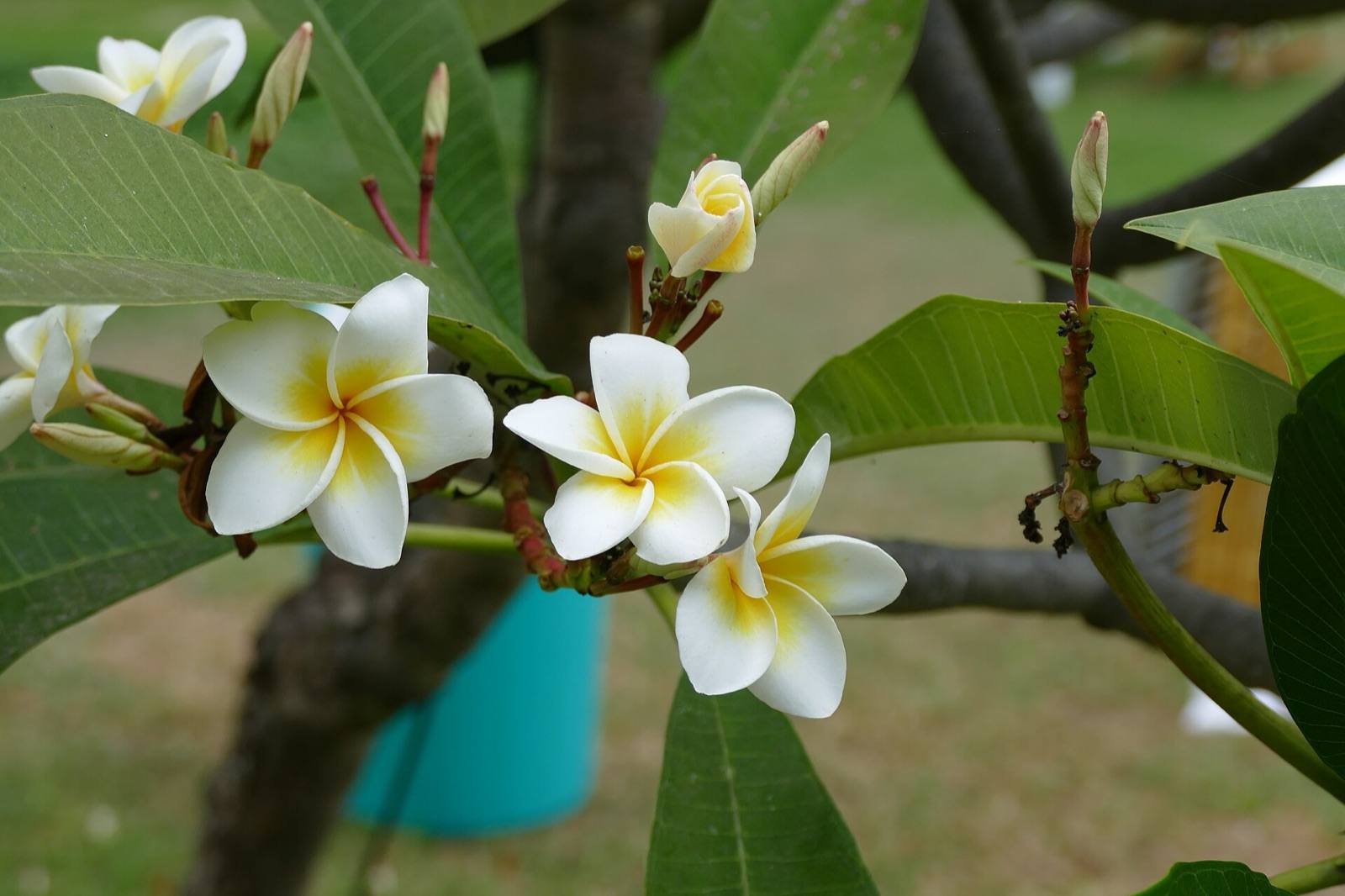 Cluster of white frangipani flowers with yolk yellow centres on a leafy branch