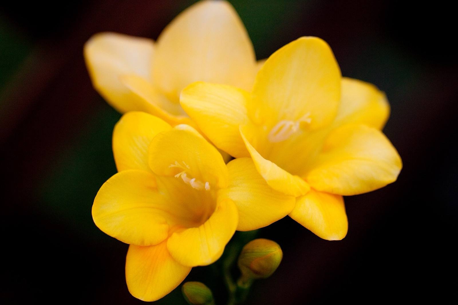 Golden yellow freesia flowers on a curved stem against a dark background