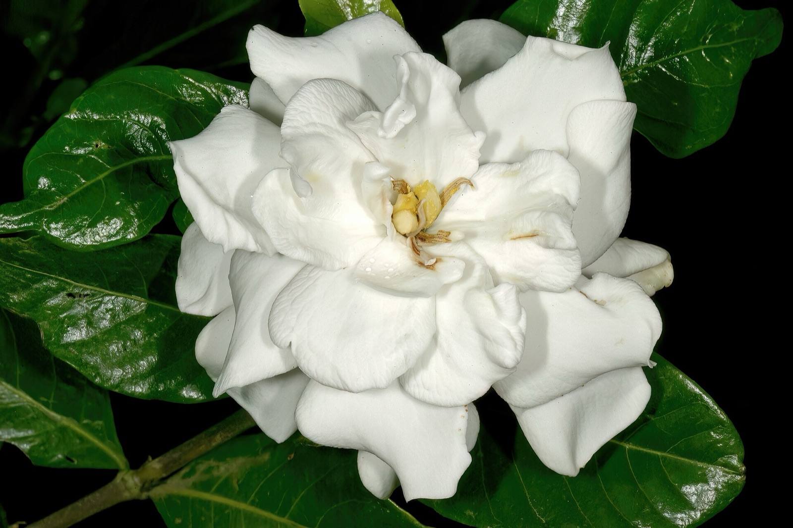 Pure white double gardenia bloom against glossy dark green leaves