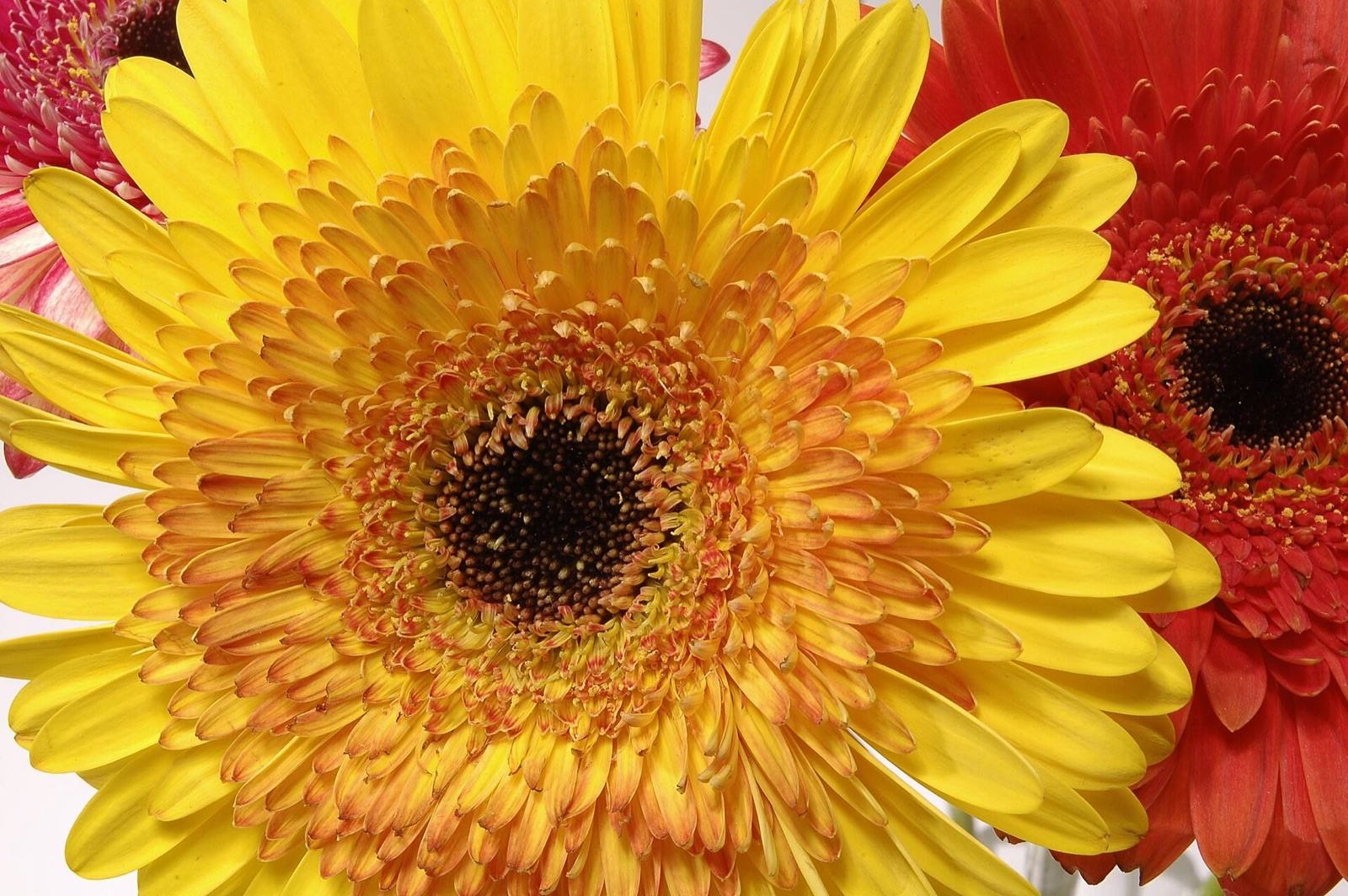 Yellow gerbera with a dark chocolate centre, framed by red and pink gerberas