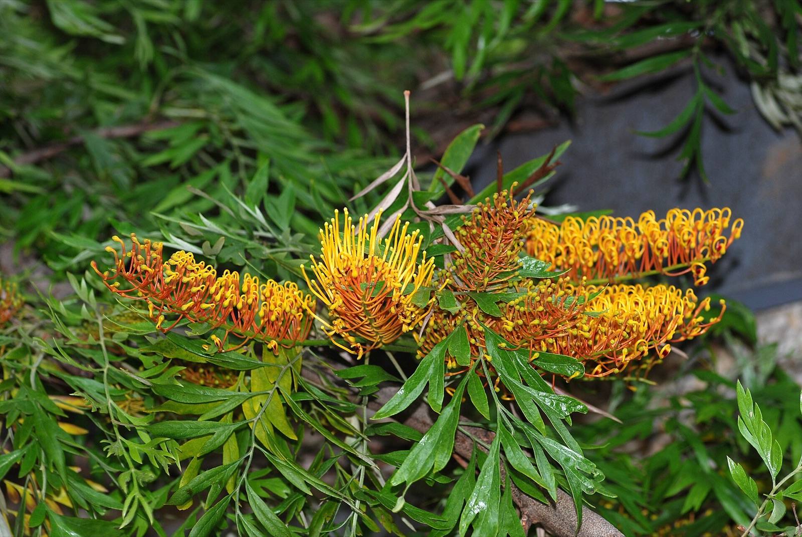 Golden orange flower clusters of silky oak grevillea among fern-like leaves