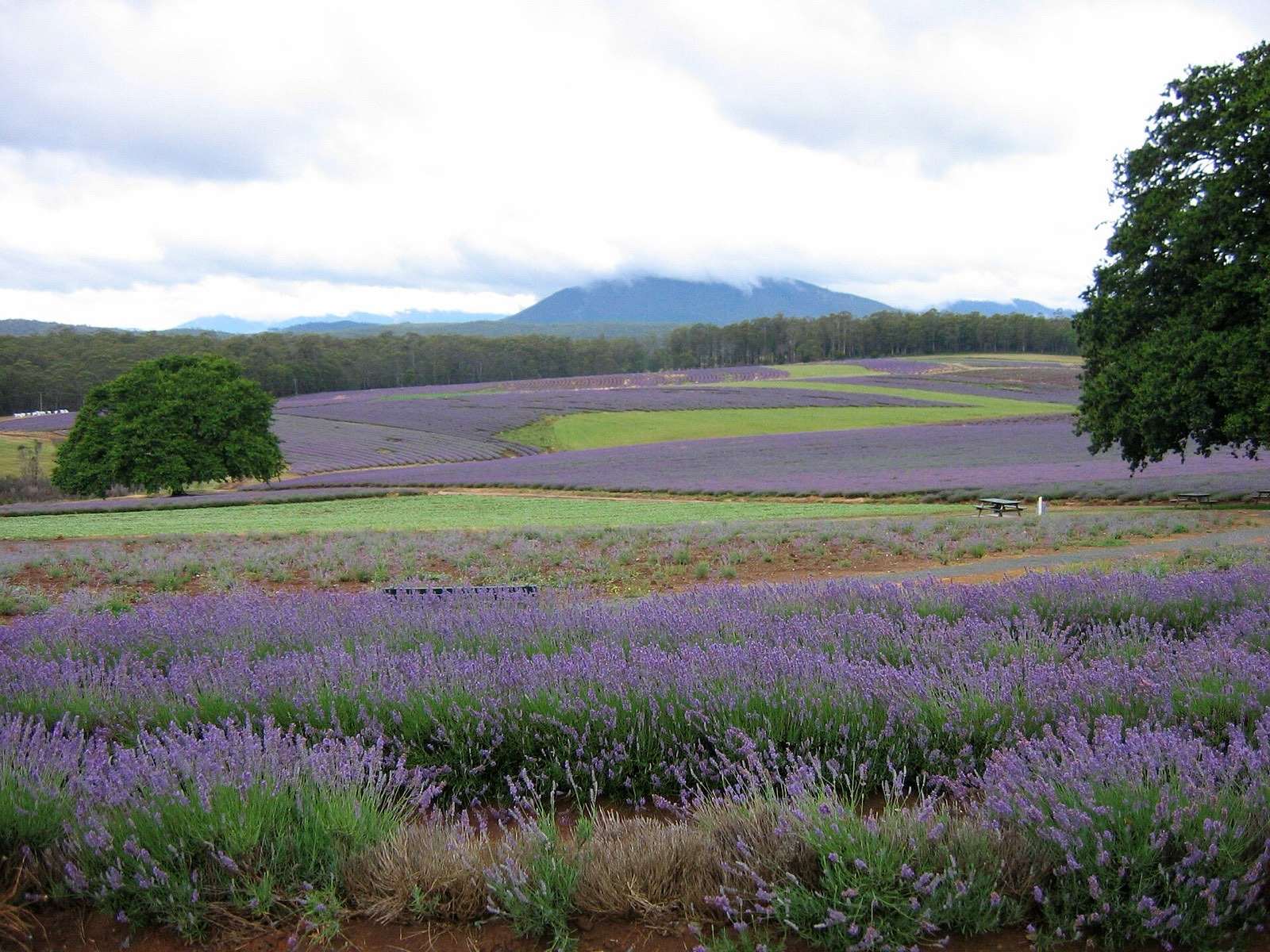 Rolling rows of purple lavender at Bridestowe Estate in north-east Tasmania, with hills behind