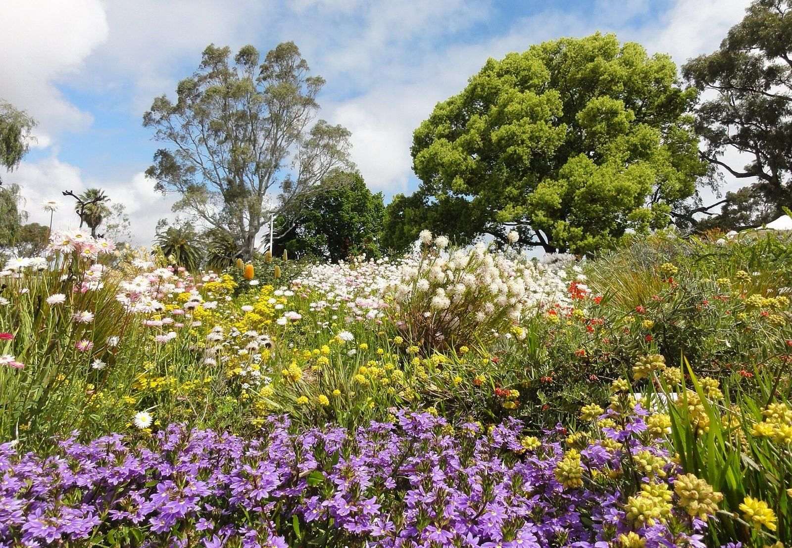 Bed of Australian native wildflowers in spring at Kings Park, Perth, with purple fan flower in front