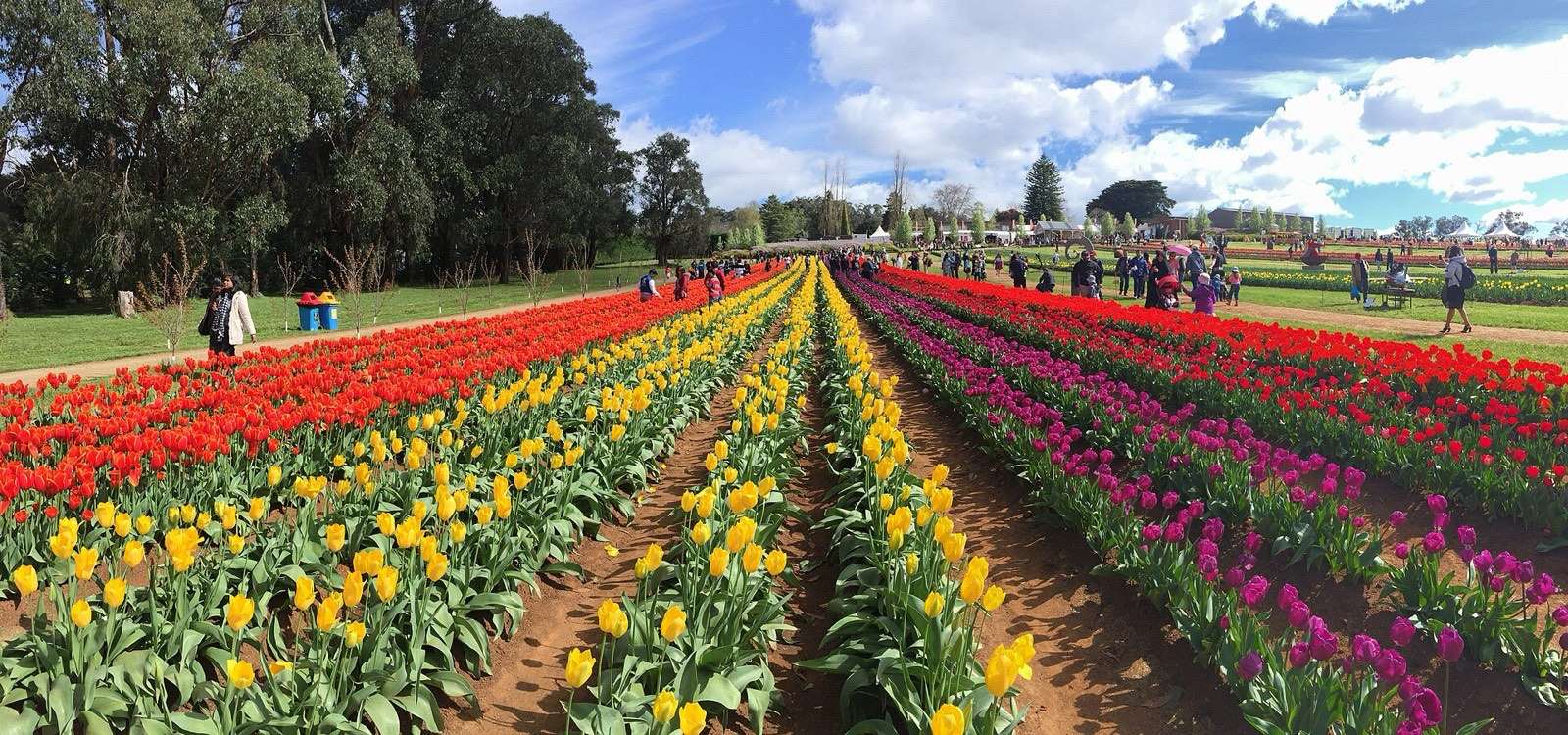Rows of red, yellow and purple tulips stretching across the Tesselaar tulip farm at Silvan, Victoria
