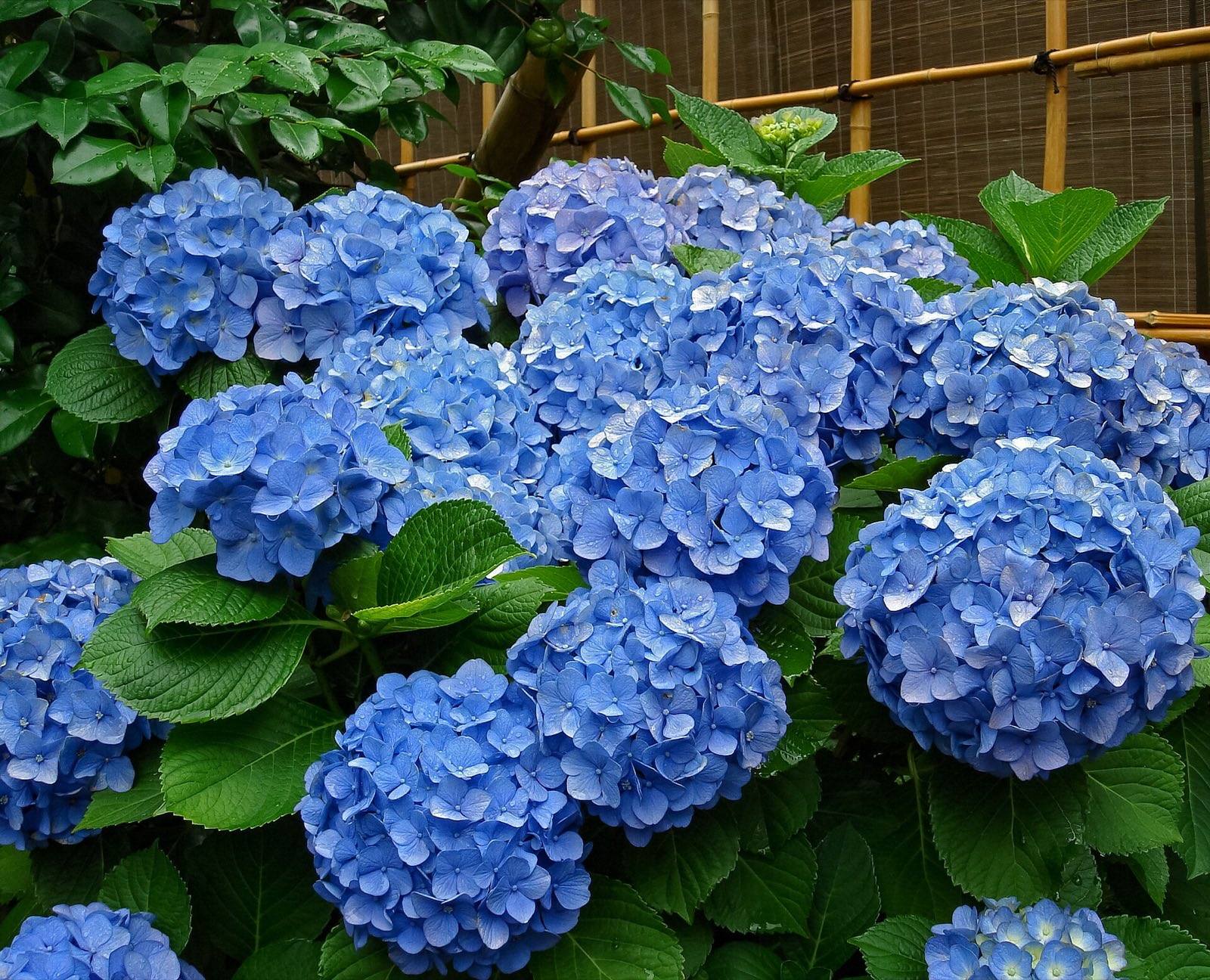 Mass of sky blue mophead hydrangea heads on a bigleaf hydrangea bush