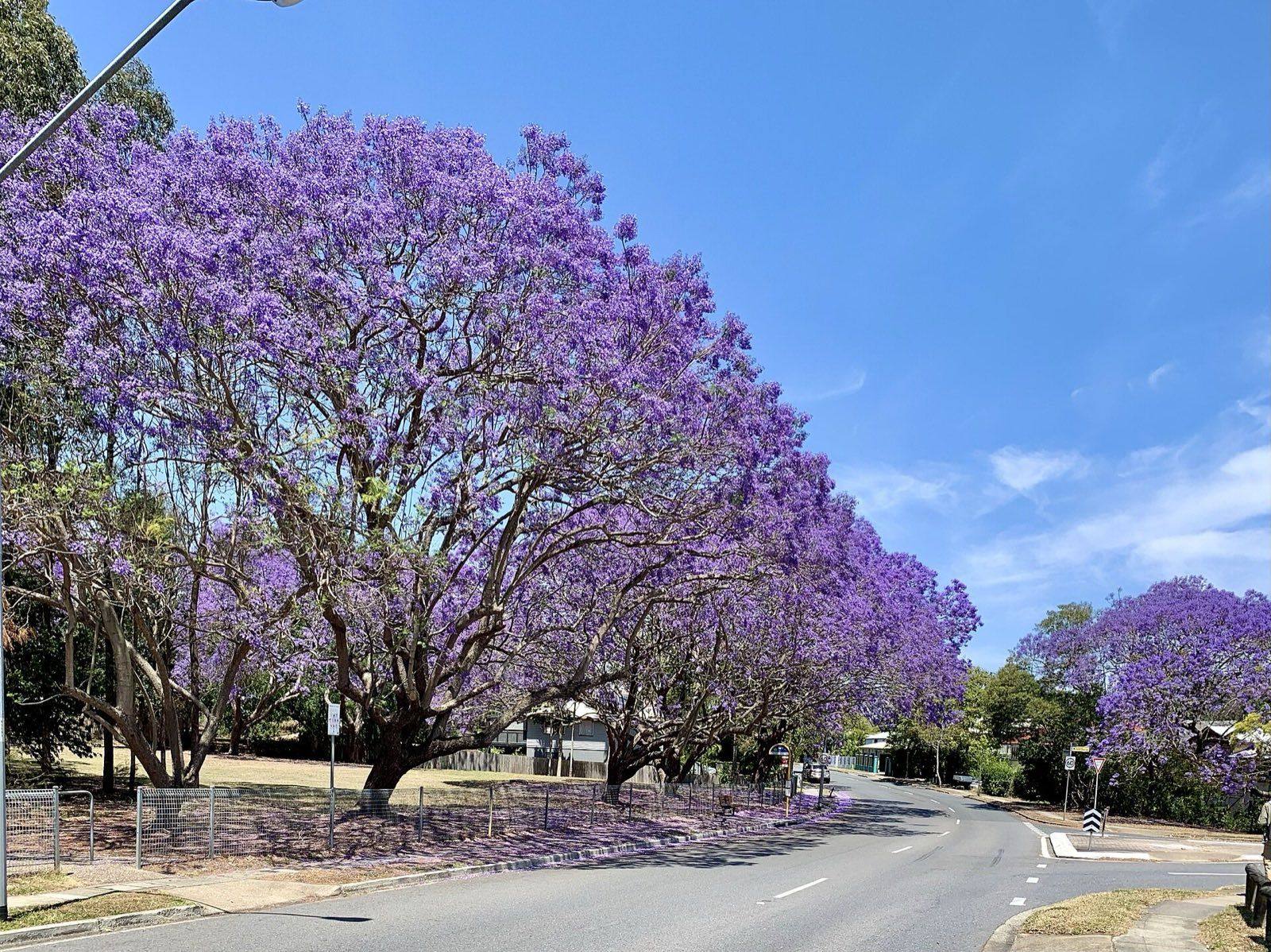 Purple flowering jacaranda trees lining a suburban street in Fairfield, Brisbane