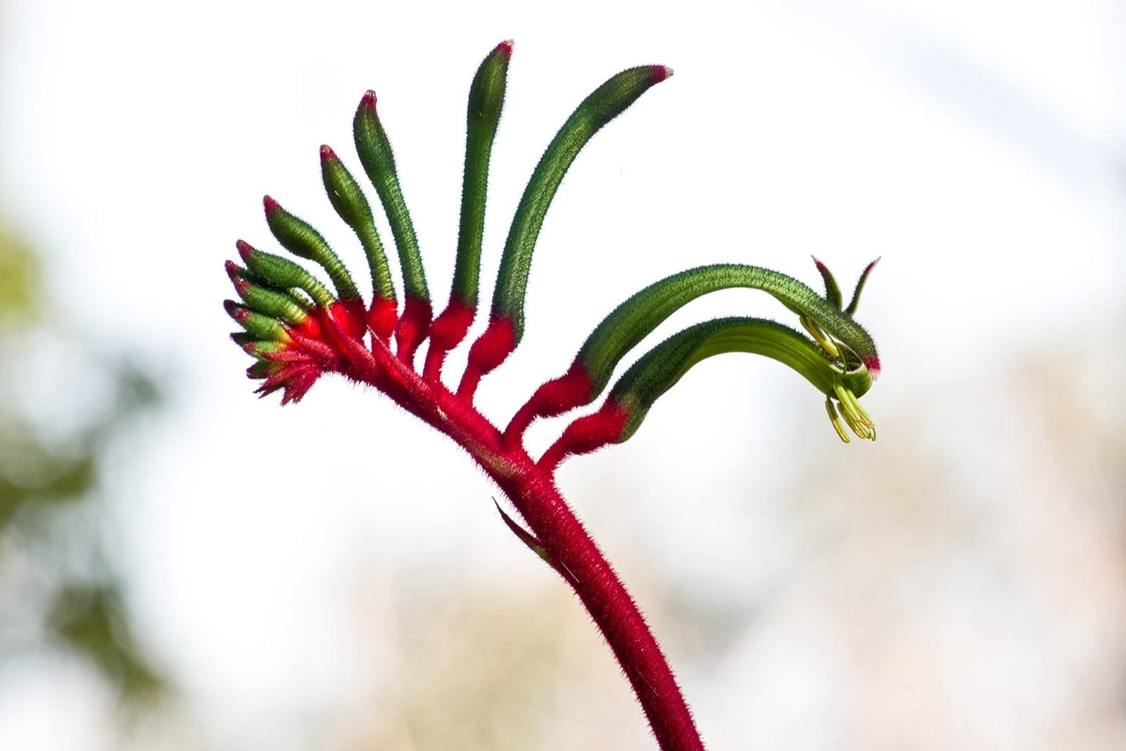 Red and green kangaroo paw flower stem, the floral emblem of Western Australia