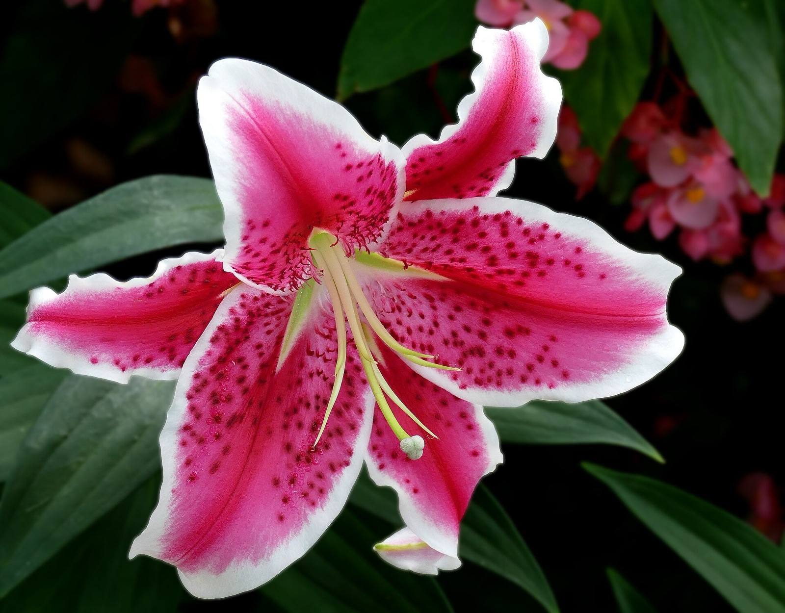 Stargazer Oriental lily fully open, deep pink petals edged in white and freckled with crimson spots