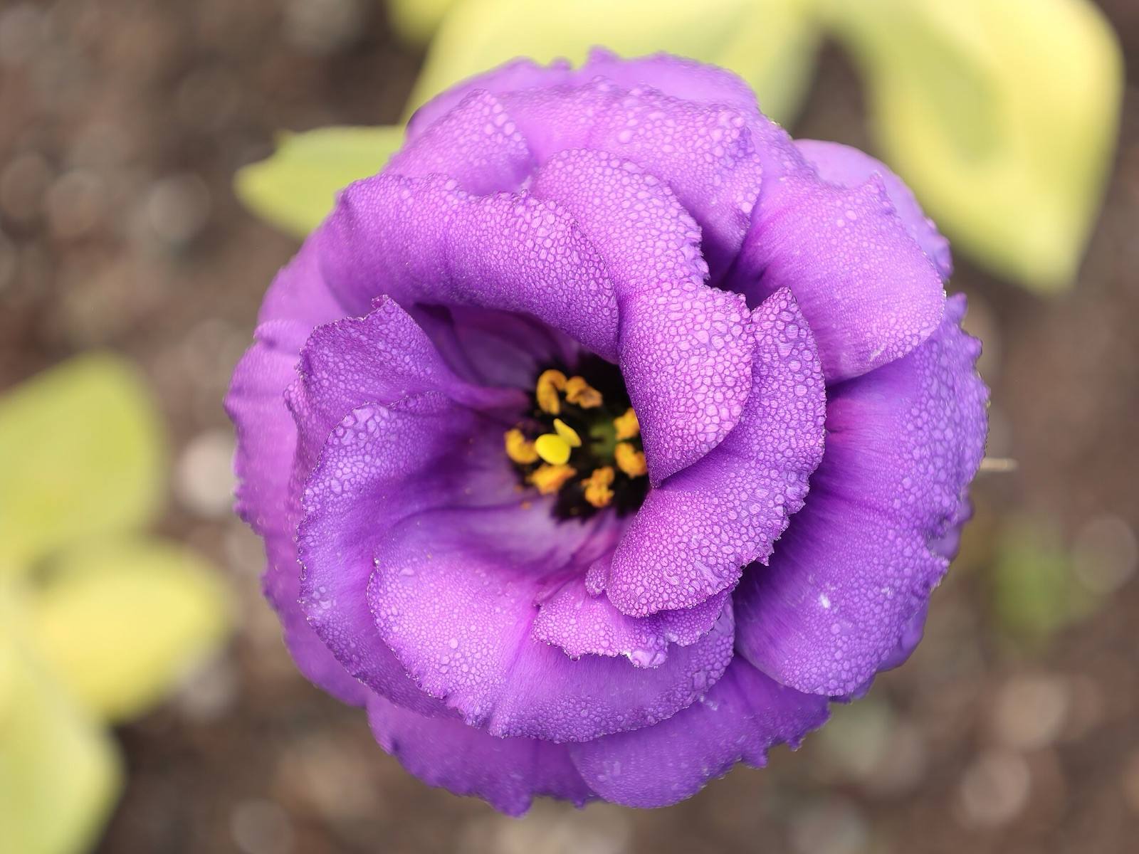 Ruffled purple lisianthus flower beaded with dew, seen from above