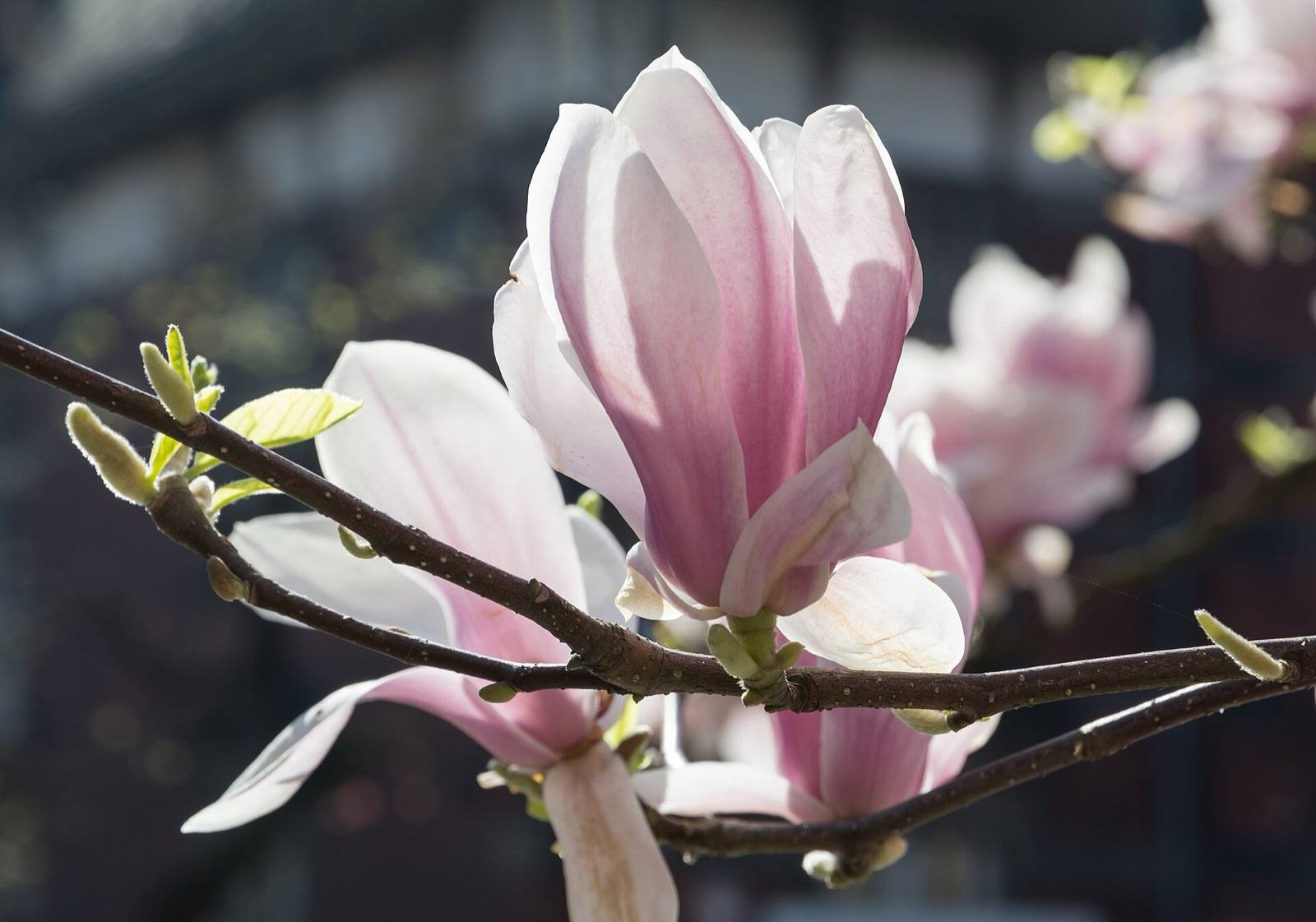 Pale pink saucer magnolia flowers opening on bare branches in spring