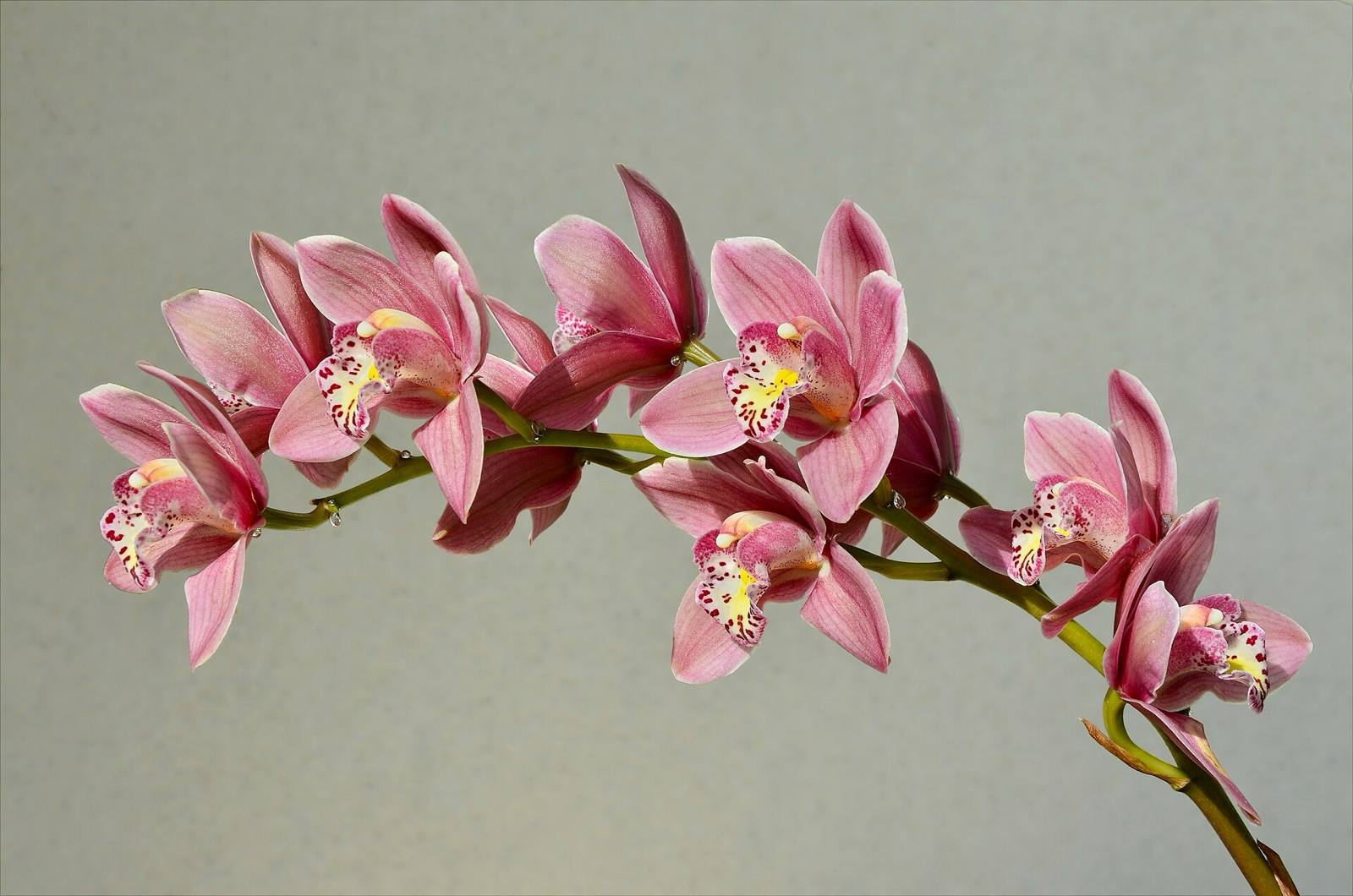 Arching spray of dusty pink Cymbidium orchids with spotted yellow and red lips