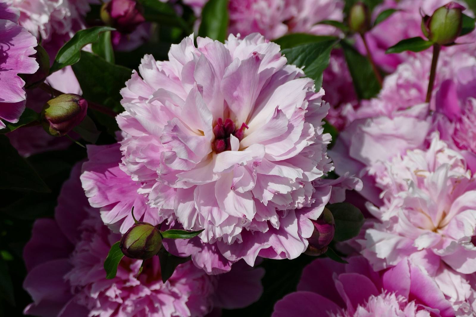 Soft pink double peony fully open with ruffled petals, surrounded by more pink blooms and round buds