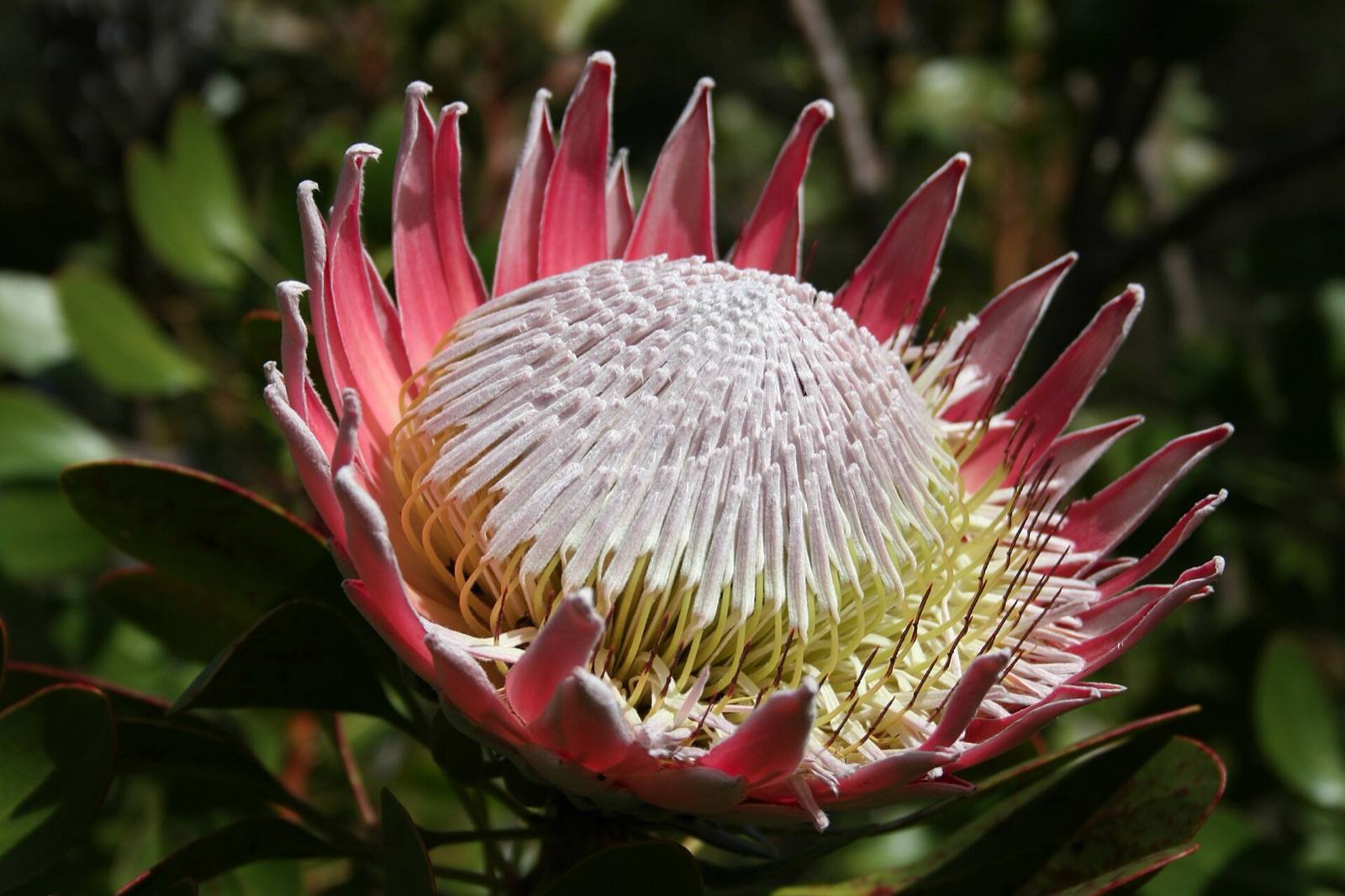 King protea in bloom with a silvery pink dome and pointed rose pink bracts