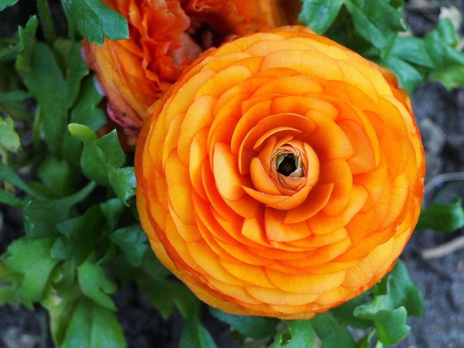 Bright orange ranunculus bloom with tightly layered petals, a second flower behind it
