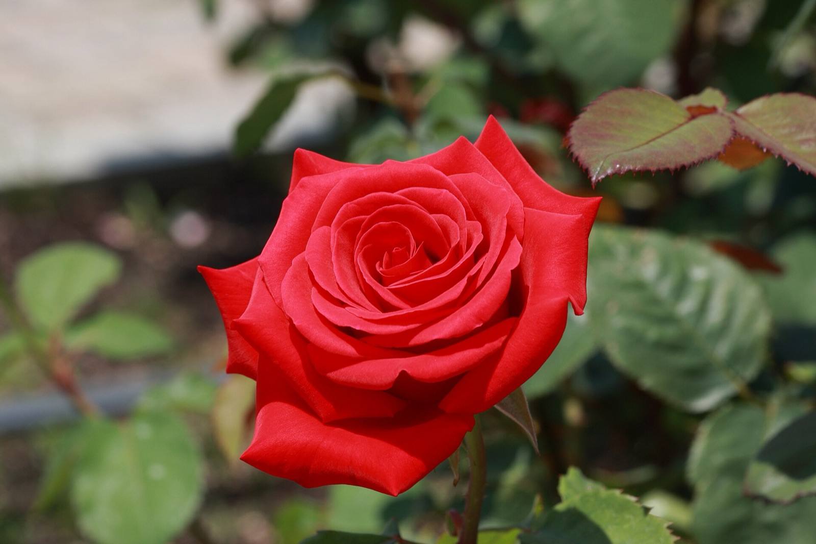 Velvety red hybrid tea rose, Kardinal, in full bloom on the bush