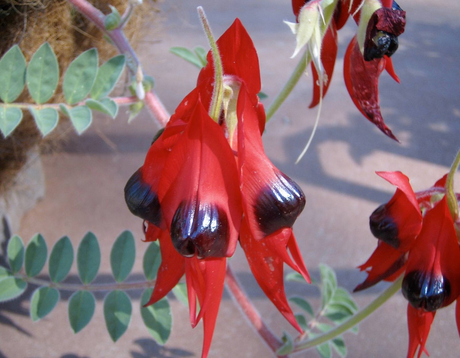 Scarlet Sturt's desert pea flowers with glossy black bosses and grey-green leaves