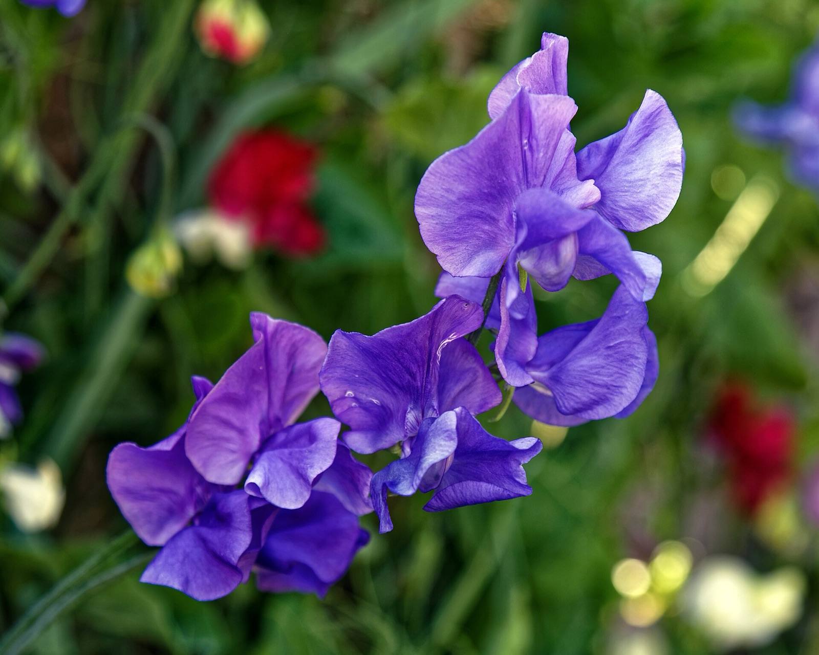 Violet and mauve sweet pea flowers with frilly petals, a blurred cottage garden behind