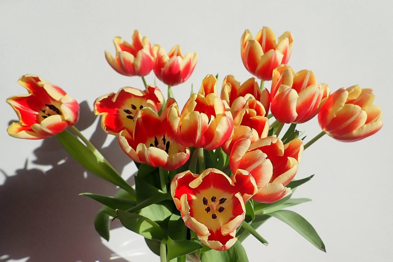 Bunch of red and yellow flamed tulips opening in a vase against a pale wall