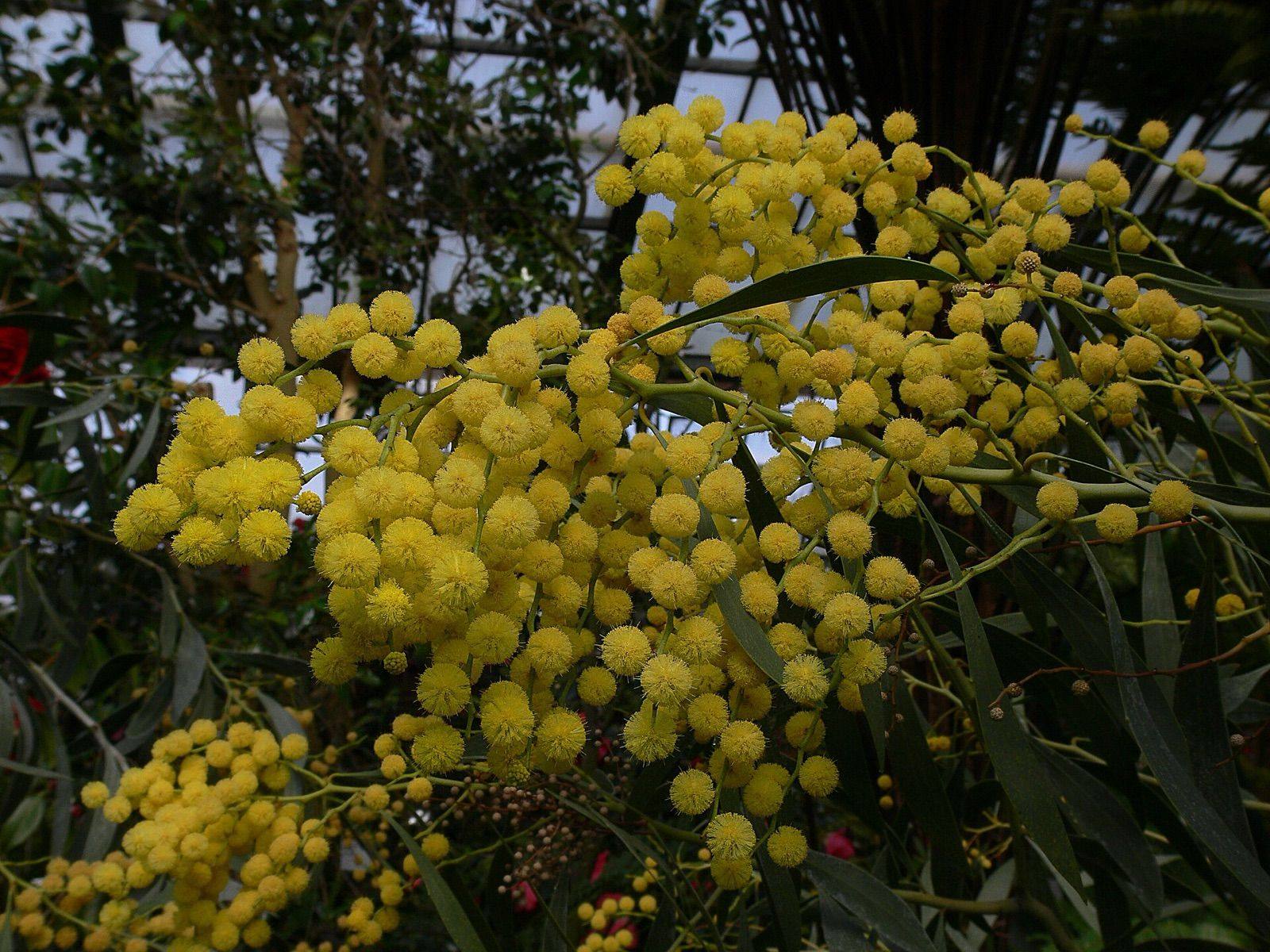 Branch of golden wattle smothered in fluffy yellow ball flowers
